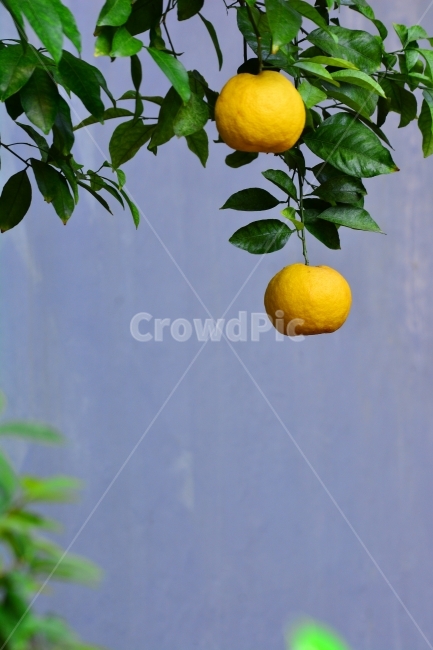 열매,과일,식용,음식,귤,두개,잘익은,아열대과일,후르츠,FRUIT,FOOD,식물원,공원,매달리다,ORANGE,오렌지,식물,자연,plants,nature,과일,열매,fruit