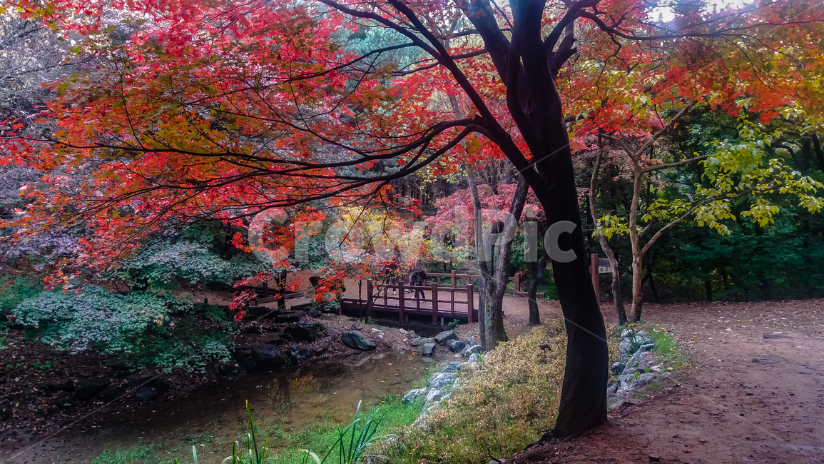 가을,단풍,낙엽,산길,등산로,가을,계절,fall,autumn,season,plant,식물,tree,나무