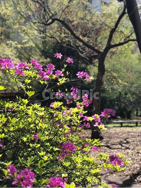 꽃,봄이미지,꽃이미지,철죽,공원,식물,자연,plants,nature,꽃,flower
