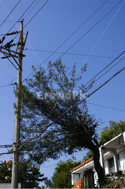 전봇대,하늘,전선,나무,건물,자연,풍경,nature,landscape,cable,케이블,utility pole,전신주