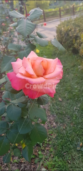 rose,장미,꽃,floral,nature,bloom,flower,garden,정원,petal,꽃잎