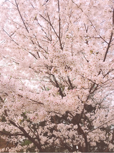 벚꽃,봄,꽃,flower,blossom
