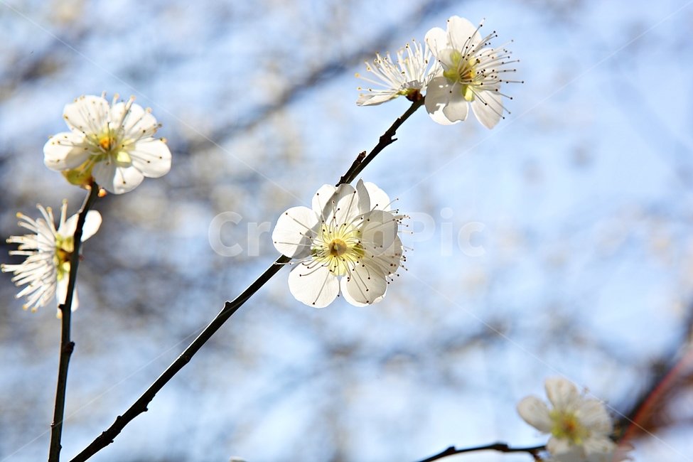 매화꽃,매화,꽃,꽃잎,봄꽃,봄,식물,자연,공원,식물,자연,plants,nature,꽃,flower