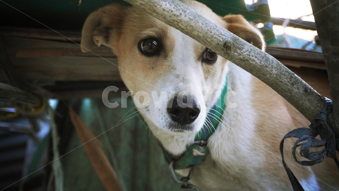 강아지,동물,dog,시골,시골강아지,반려견,animal,포유류,pet,애완견