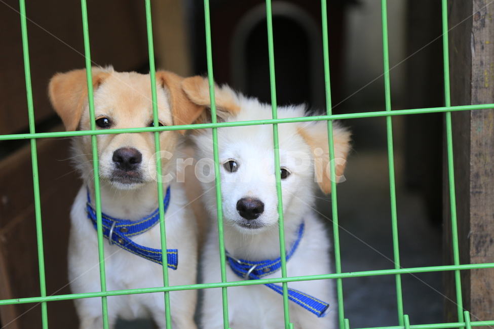 강아지,개,멍멍이,철장,감성,동물,animal,포유류,mammal,개,강아지,dog,doggy