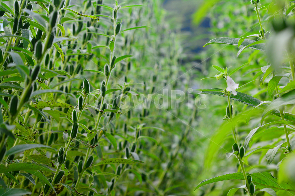 참깨,참깻잎,참기름,참깨밭,참깨꽃,고소한맛,건강식품,sesame,향기,식재료,초본,식물,1년초,밭농사,시골,재배,신선한,싱싱한,무성한,풍작,녹색,그린,green,식물,자연,plants,nature,꽃,flower