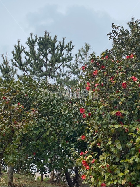 동백꽃,붉은꽃,봄꽃,봄산,plant,식물