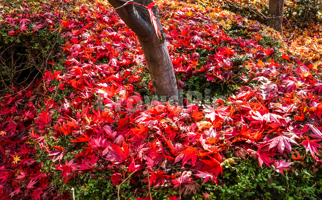 단풍,나무,낙엽,가을,계절,감성,공원,식물,자연,가을,계절,fall,autumn,season,식물,자연,plants,nature,나무,trees,wood,leaf,잎,plant,tree,maple