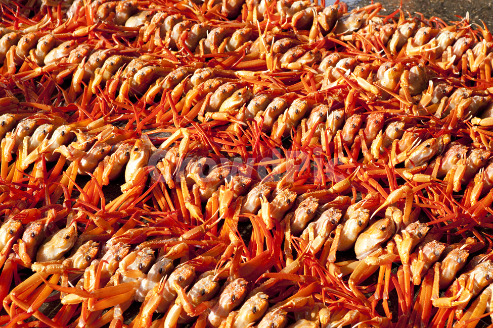 대게,영덕대게,게,공판장,crab,food,음식,붉은대게,해양생물,seafood,해물,해산물,갑각류,음식,식재료,요리,food,cook,meal,dishes,food reserves,수산물,해산물,fishery products,seafood