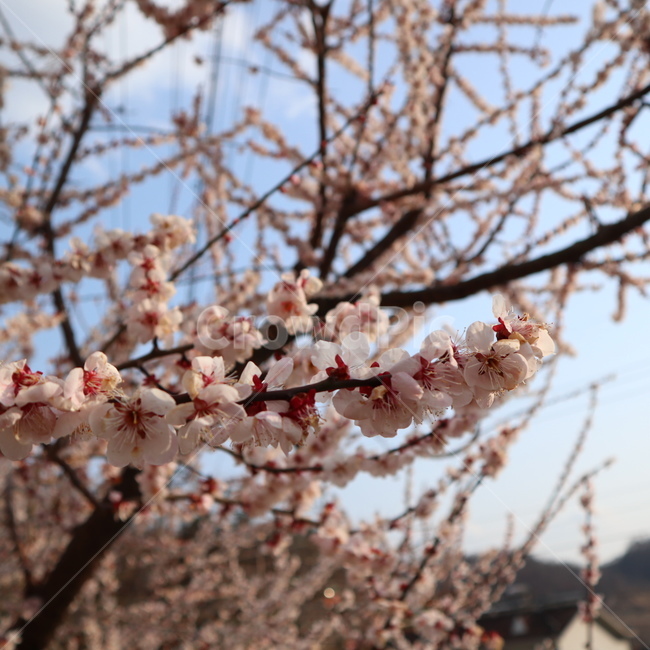 벚나무,꽃,봄,식물,자연,flower,spring,nature,botanic,식물,자연,plants,nature,꽃,flower
