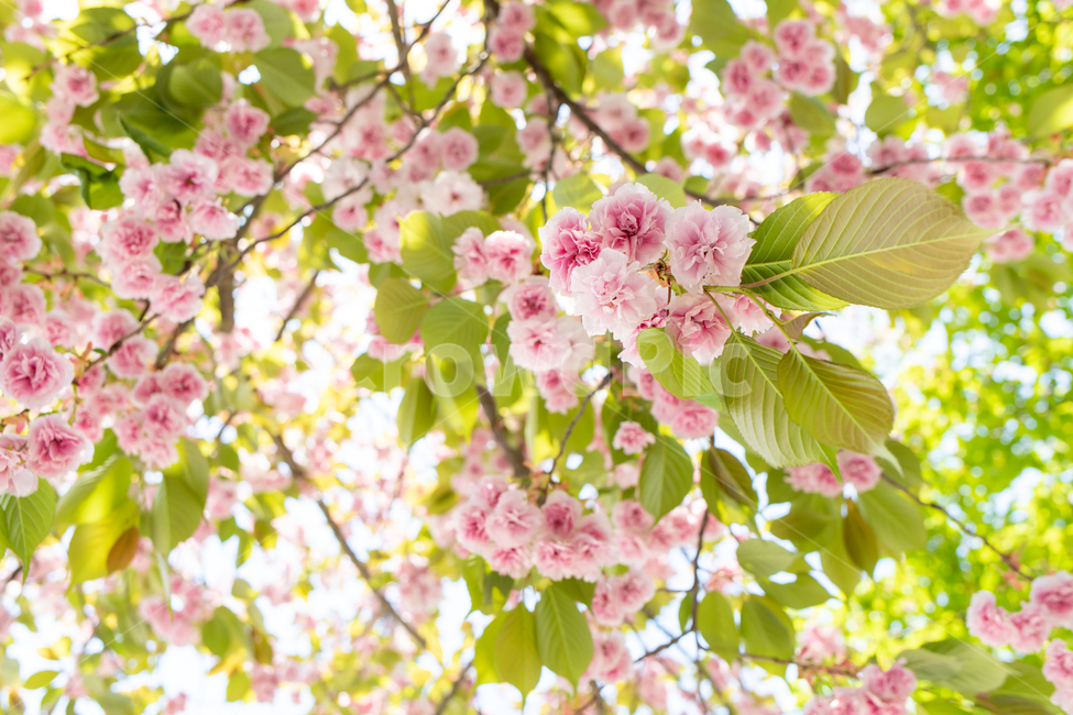 pink,cherryblossom,in full bloom,trees,branch,spring flowers,spring,plants,cherry trees,season,pink flowers,flowers,springtime,nature,tree,branches,flower,outdoor,cherry blossoms,background,plant,blossoms,double cherry blossoms,Yoshino cherry blossoms