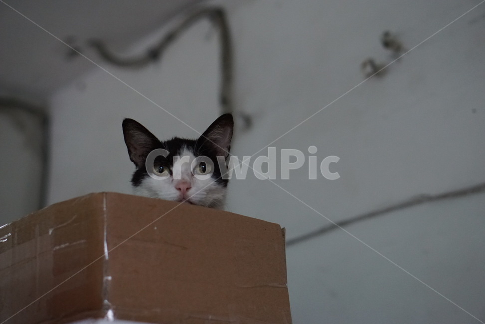 고양이,cat,동물,pet,상자,애완동물,귀여운