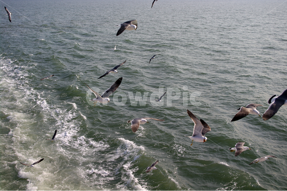 갈매기,바다,새,조류,날개,물결,동물,animal,조류,새,birds