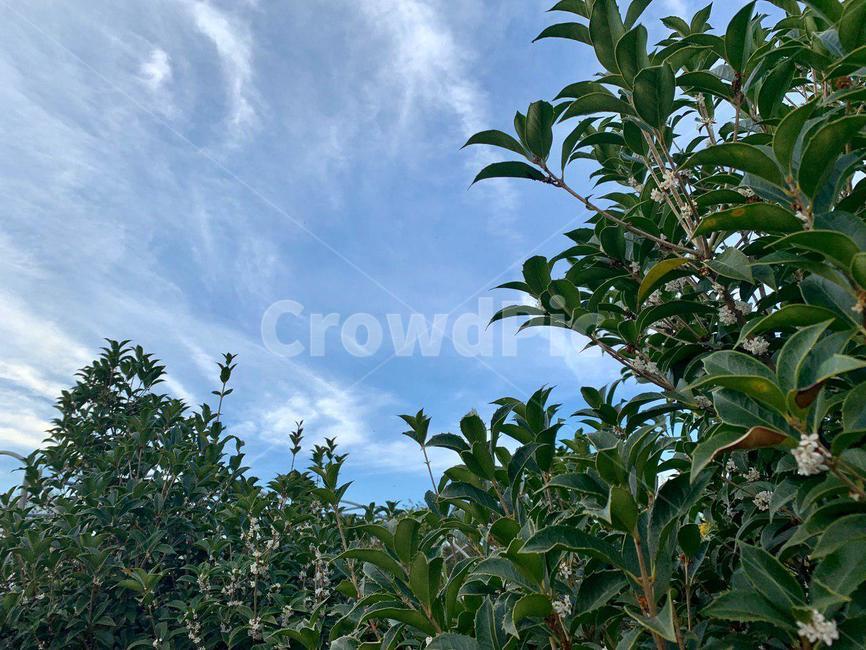 plant,식물,vegetation,초목,하늘,sky,tree,나무