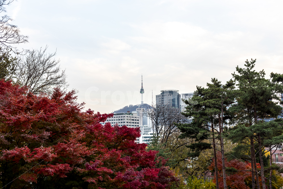 가을,단풍,남산,도시풍경,단풍나무,plant,나무,식물,한국도시풍경,한국도시경관,korea cityscape