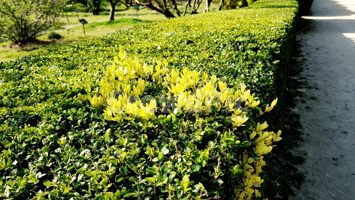정원,가든,원예,새싹,노란잎,공원,식물,자연,plants,nature