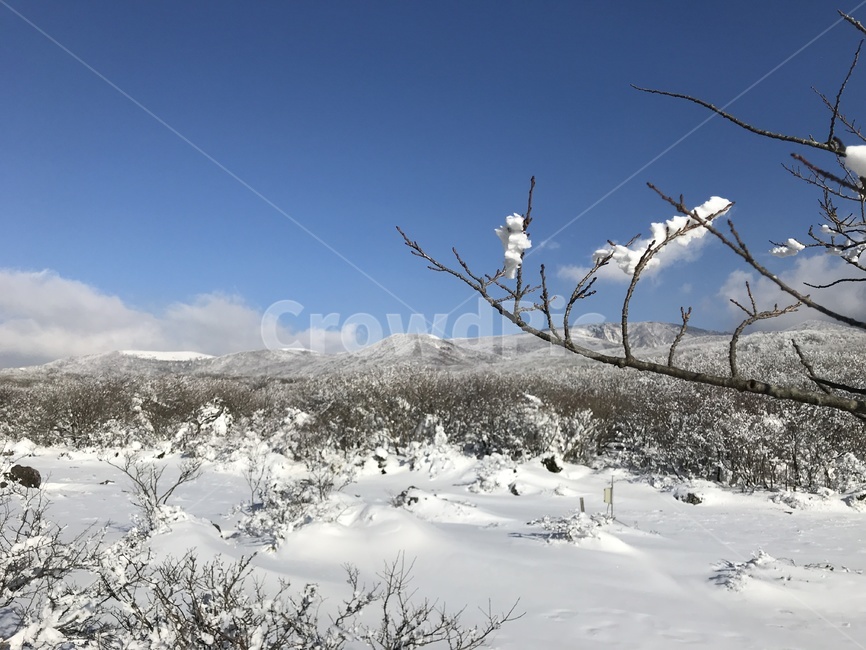 제주도,한라산,겨울,풍경,눈,snow,white,snowview