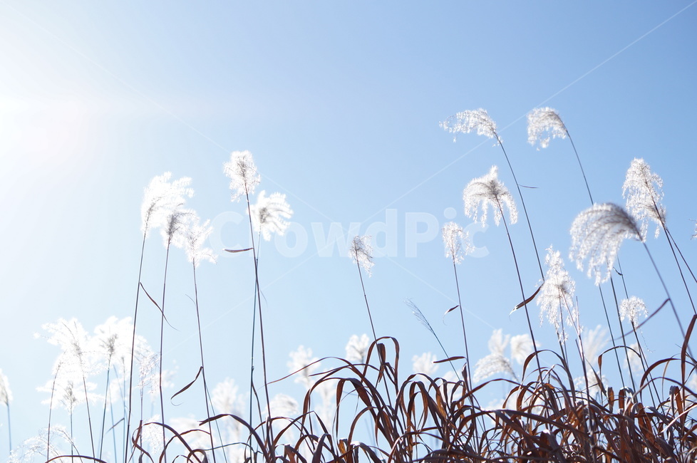 억새,하늘,빛,가을,풍경,해,grass,잔디,plant,식물,lawn,reed,갈대