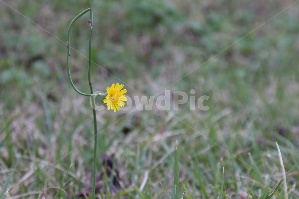 꽃,꽃잎,식물,화단,자연,민들레,노란꽃,flower,garden