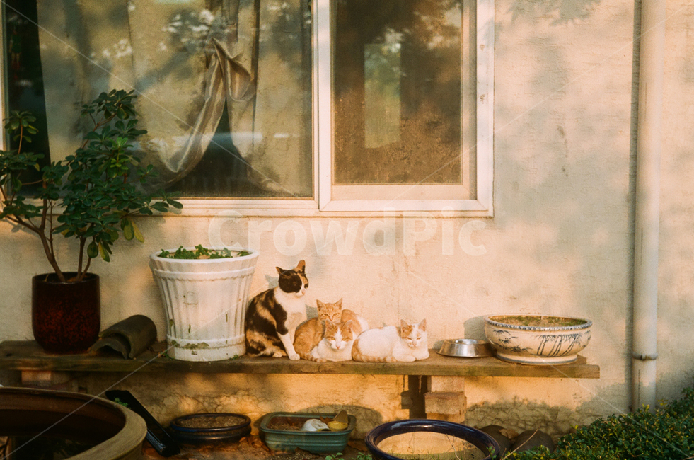 고양이,길냥이,오후,나른함,가족