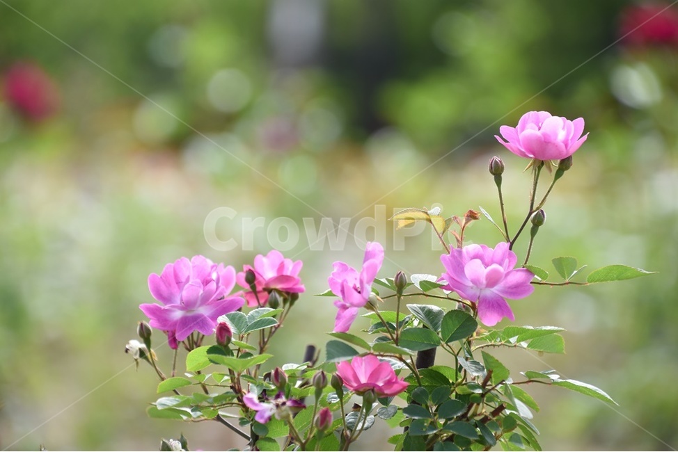 장미,핑크장미,유월장미,넝쿨장미,애기장미,식물,자연,plants,nature,꽃,flower