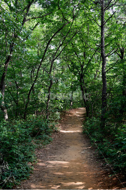 길,산,오솔길,road,나무,tree,mountain,자연,풍경,nature,landscape,path,통로