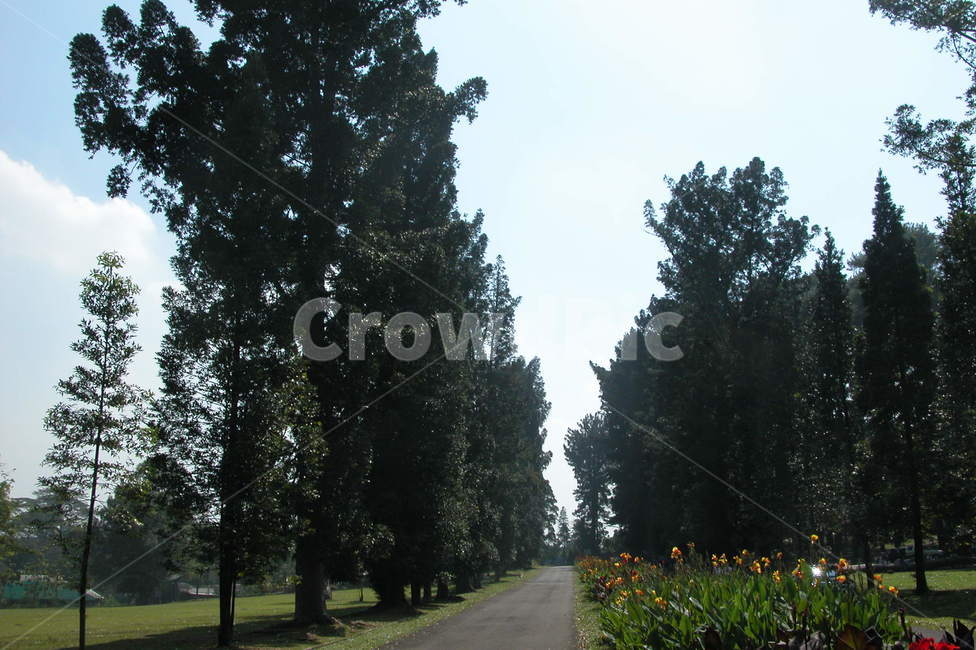 인도네시아,보고르식물원,보고르,나무,큰나무,indonesia,bogor,botanicgarden,botanic,garden,tree,bigtree