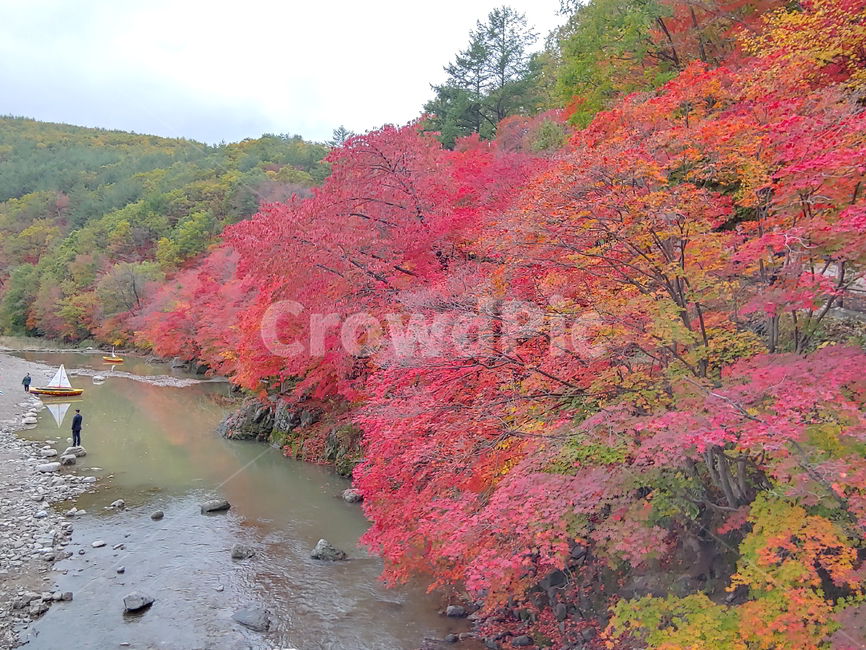 단풍,가을,물,나무,빨강단풍,가을,계절,fall,autumn,season,자연,풍경,nature,landscape,tree,plant,식물,maple,leaf,잎
