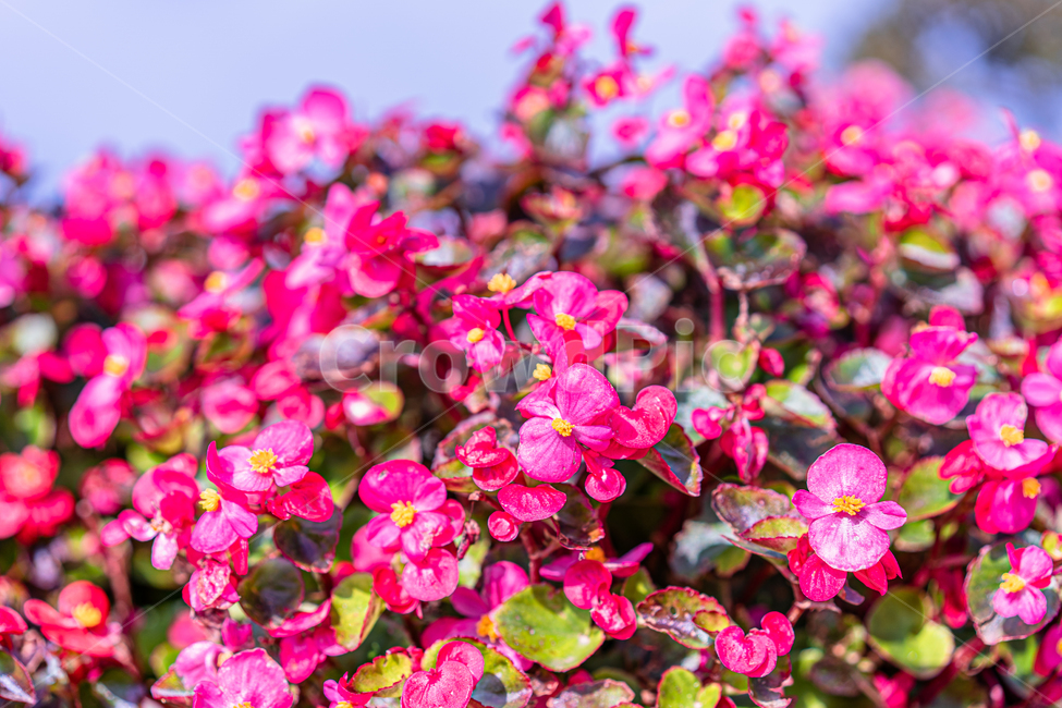 flower,꽃,plant,식물,petal,꽃잎,화려한,식물,자연,plants,nature