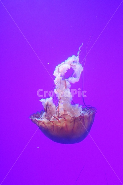 해파리,보라색,보라색배경,jellyfish,수족관,동물,animal