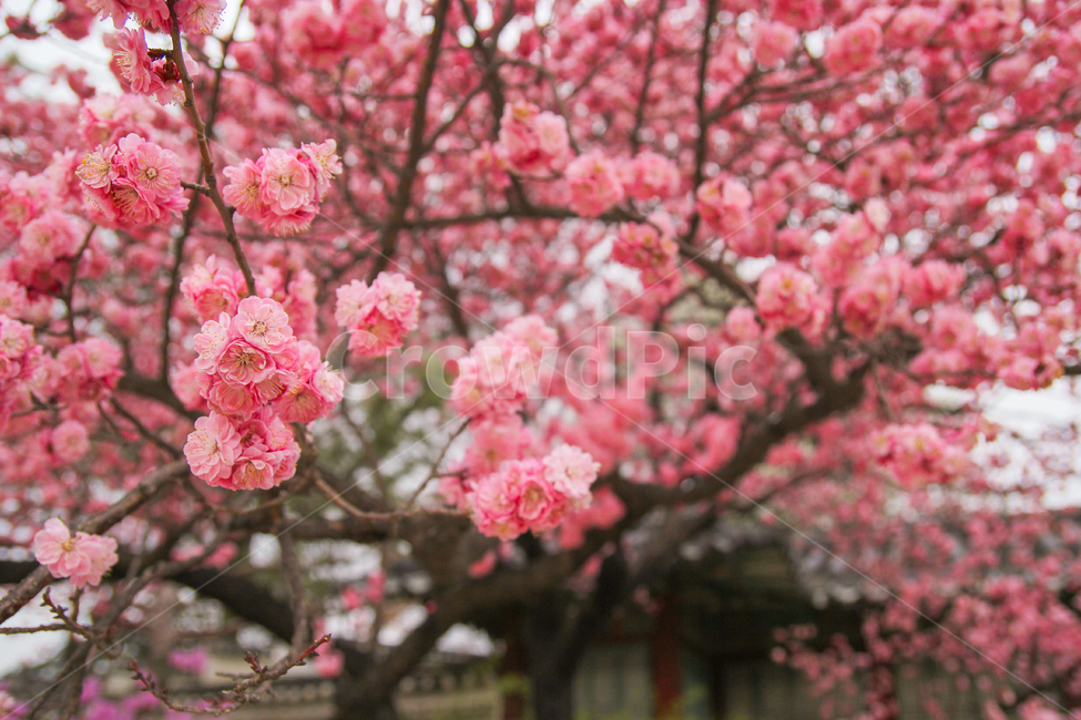 홍매화,꽃,봄,매화,감성사진,매화나무,매화꽃,자연,풍경,봄,계절,spring,season,식물,자연,plants,nature,꽃,flower,감성,sensible,feeling,plant,blossom,cherry blossom,벚꽃