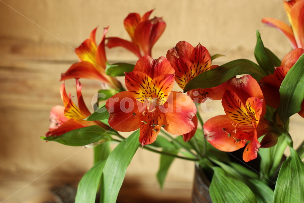꽃,식물,나리꽃,flower,백합목,알스트로메리아,alstroemeria,잉카백합,식물,자연,plants,nature,꽃,flower