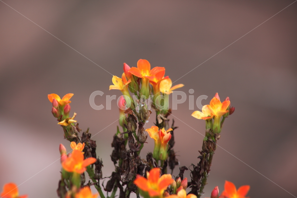 카랑코에,칼랑코에,꽃,kalanchoeblossfeldiana,christmaskalanchoe