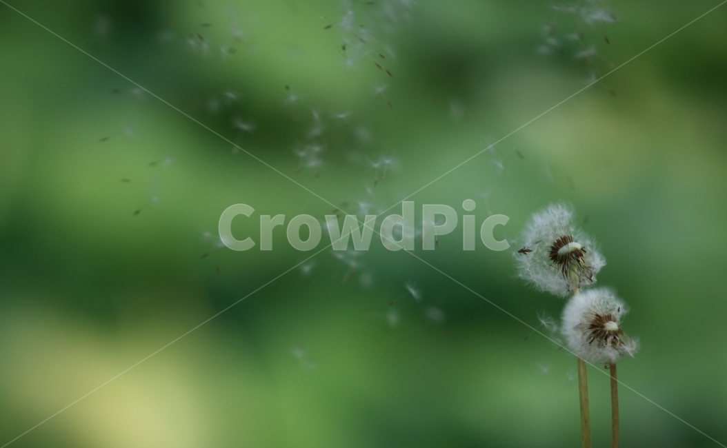 민들레,들꽃,봄,바람,풍경,자연,식물,식물,자연,plants,nature,꽃,flower