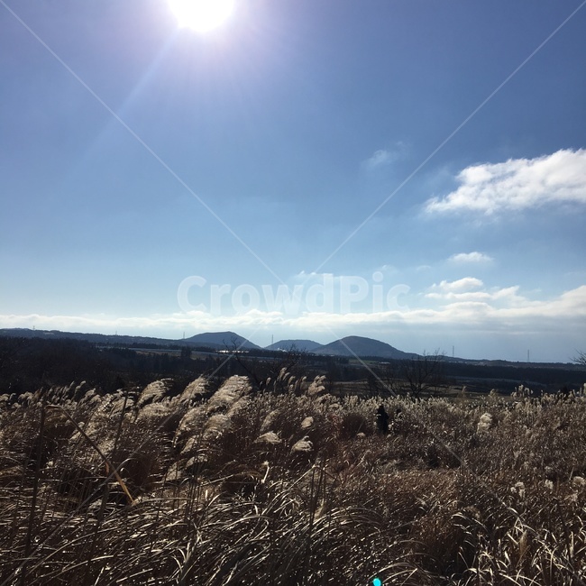 억세,태양,새별오름,역광,이쁜배경