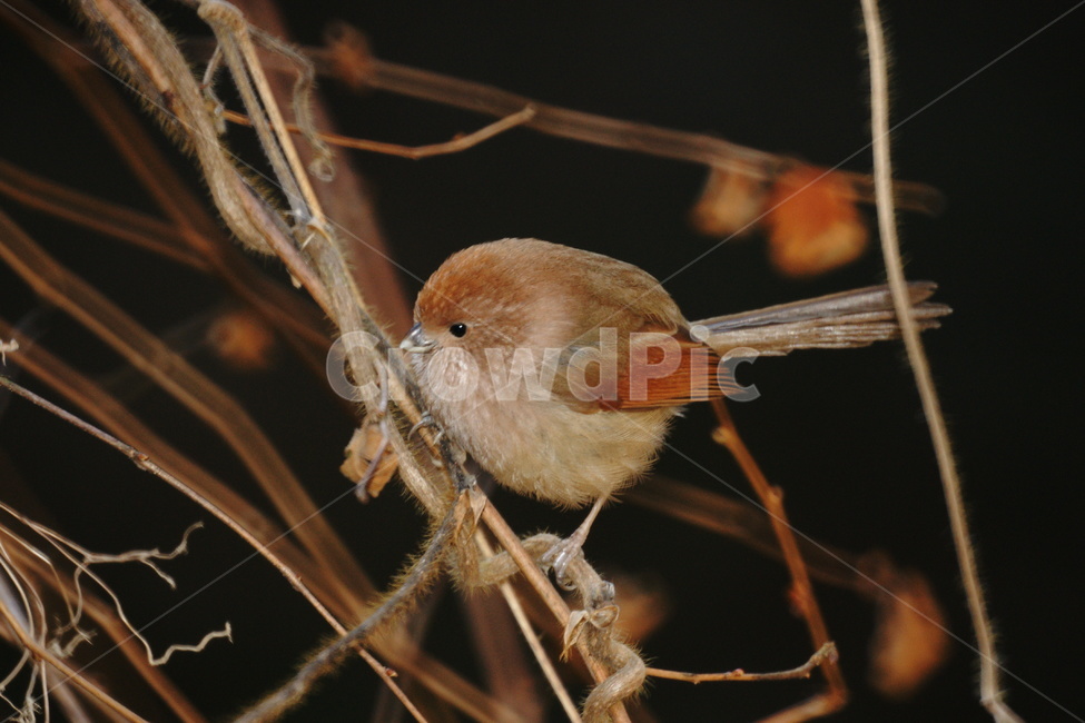 새,작은,붉은머리오목눈이,나무가지,귀여운,동물,animal,조류,새,birds
