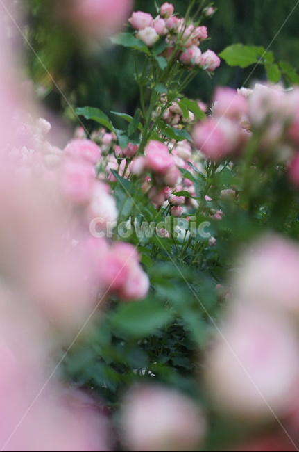 장미,6월,핑크,꽃,식물,초록잎,식물,자연,plants,nature,꽃,flower