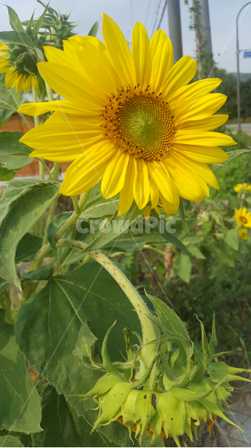 시골,아름다운꽃,해바라기,노랑,초록,자연,식물,자연,plants,nature,꽃,flower