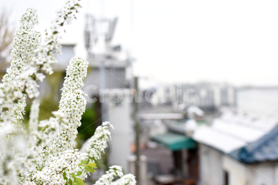 조팝나무,봄,꽃사진,풍경,흰색꽃,봄,계절,spring,season,식물,자연,plants,nature,꽃,flower