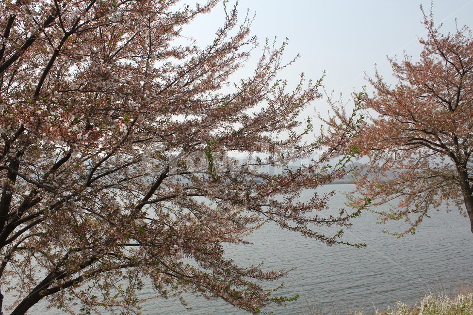 꽃,봄,감성,식물,자연,풍경,자연,풍경,nature,landscape,식물,plants,꽃,flower,plant,tree,나무