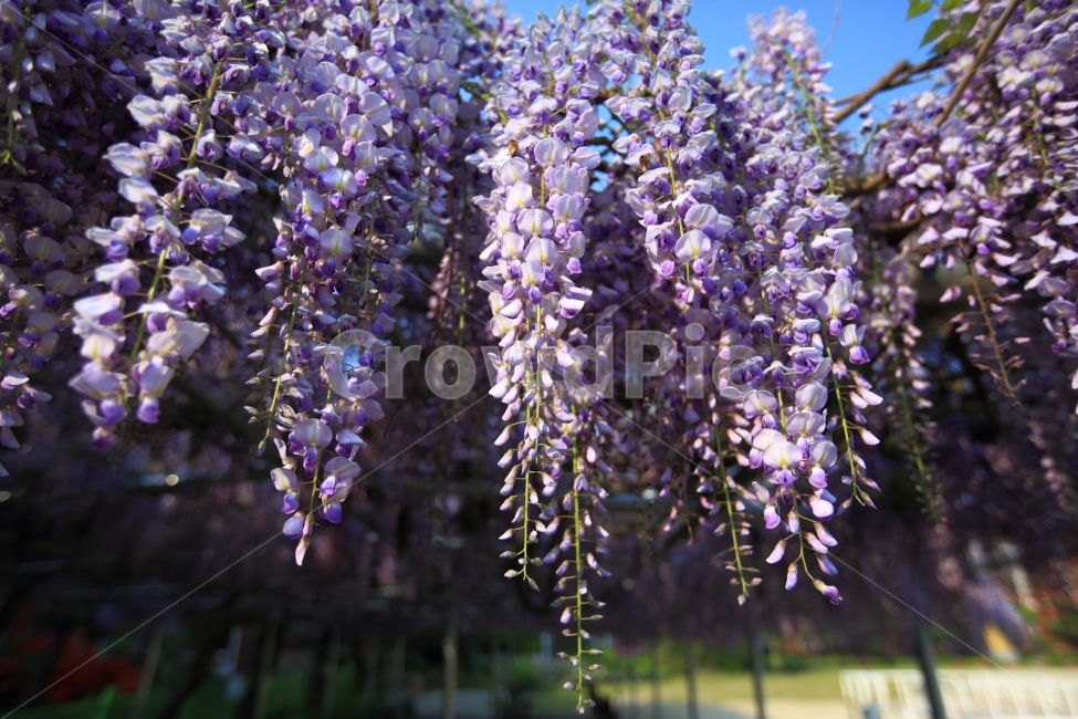 등나무,등나무꽃,보라색꽃,자연,풍경,봄,계절,spring,season,식물,자연,plants,nature,꽃,flower,plant,blossom