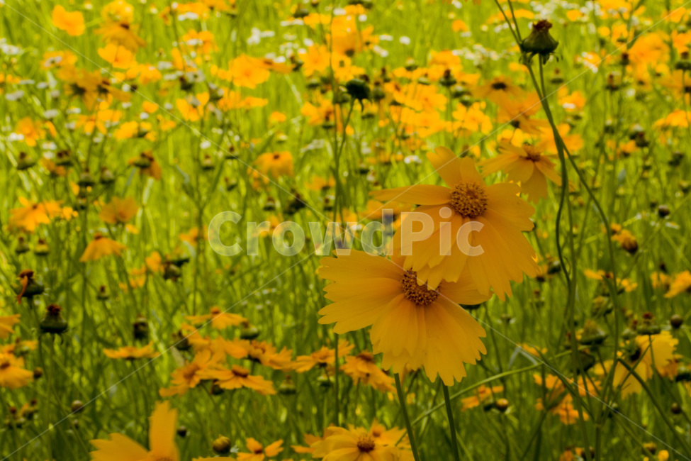 국화,해국,꽃,chrysanthemum,flower