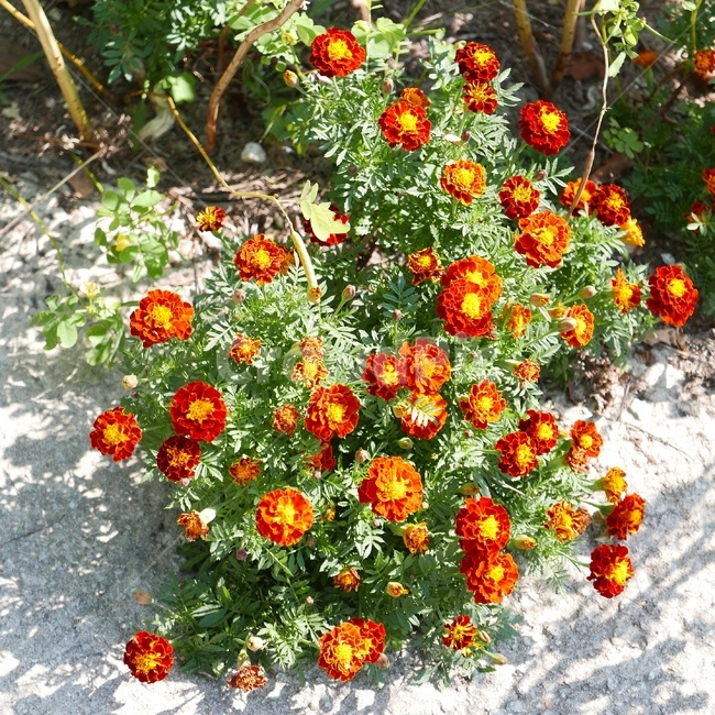 꽃,꽃사진,맨드라미,자연,자연사진,식물,자연,plants,nature,꽃,flower