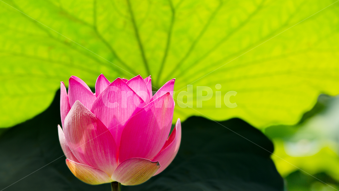 연꽃,lily,blossom,flower,꽃,식물,plant
