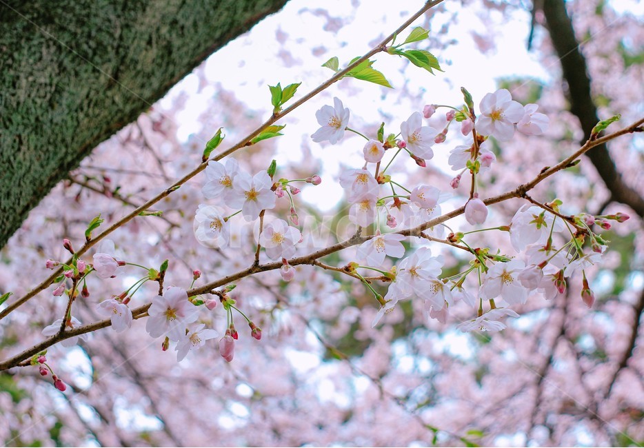 봄,벚꽃,벚꽃나무,blossom,flower,아름다움,자연,봄,계절,spring,season,식물,자연,plants,nature,꽃,flower,plant