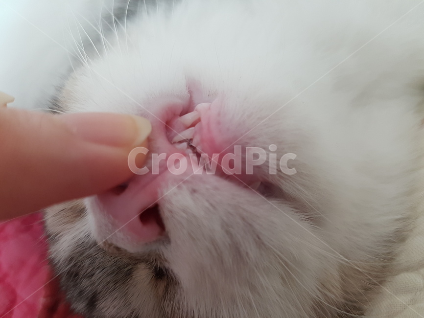 고양이,핑크코,cat,핑크발바닥,냥,냥이,하얀고양이,귀여운,애기고양이,kitten,동물,animal,포유류,mammal,고양이,cat,kitten,kitty