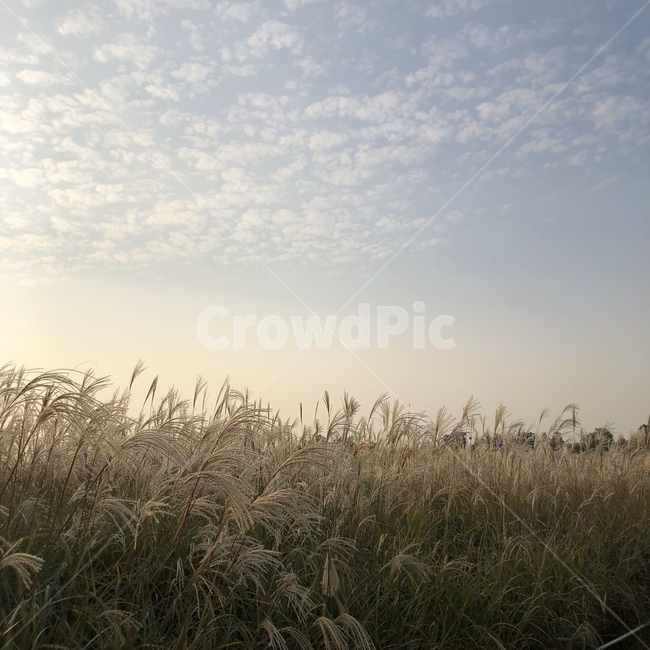 plant,식물,갈대,reed,풍경,갈대밭,갈대숲