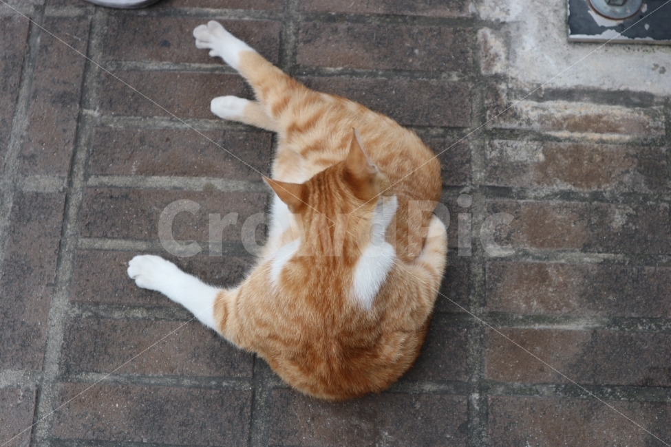 고양이,길냥이,동물,Animals,Cats,동물,animal,포유류,mammal,고양이,cat,kitten,kitty