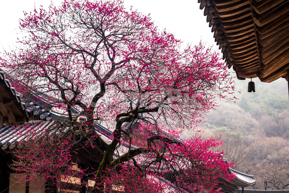 화엄사,매화,봄,구례,사찰,봄,계절,spring,season,한국전통,한국문화,korean traditional,korean culture,식물,자연,plants,nature,나무,trees,wood,종교,신앙,religion,belief,faith,건축물,건물외관,exterior,building,structure,architecture,construction,plant