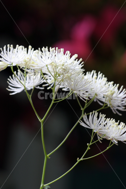 산꿩의다리,꽃사진,꽃,하얀꽃,하얀색,식물,자연,plants,nature,꽃,flower